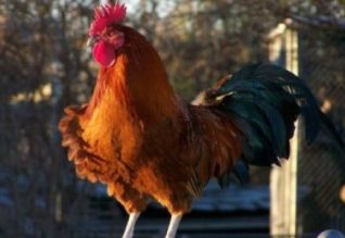 Тауық жылының тартулары