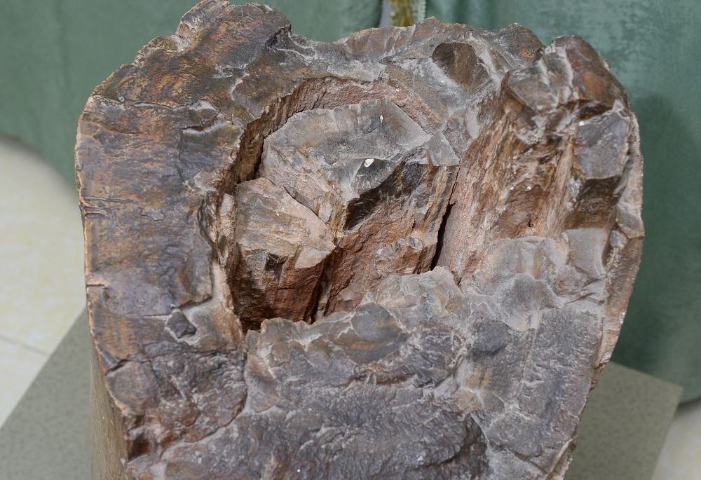 Тасқа айналған ағаш