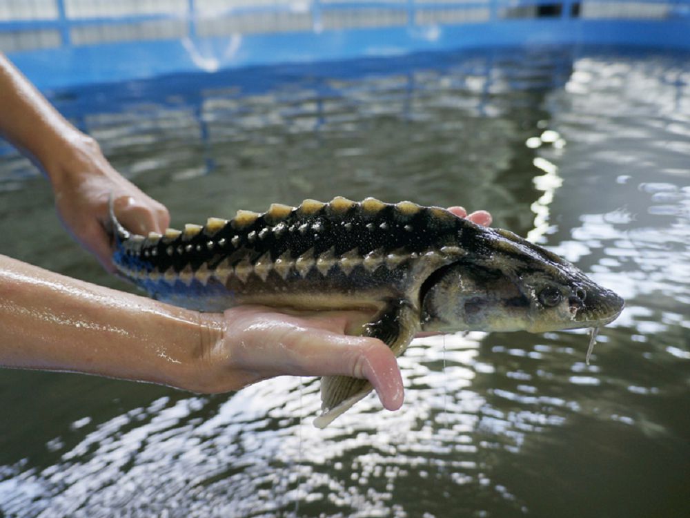 Балық өсірсең, бекіре өсір