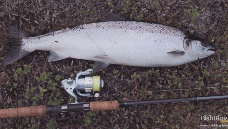 Атырауда салмағы 160 келі балық ауға түсті