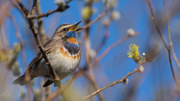 ​Көктемді қондырып қанатына... 