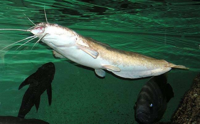 Түлкібастық шаруалар Африка жайынын өсіріп жатыр