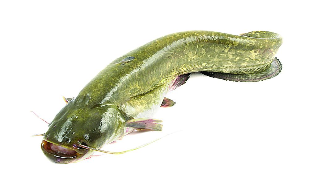 Африка жайыны, мархабат!