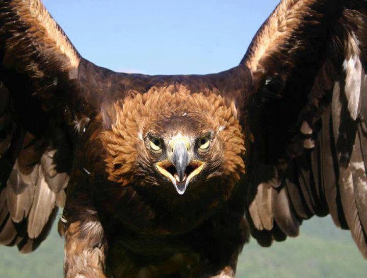 ​Қыранның – аяқ, тұмсық, сан, тырнақ сыны 