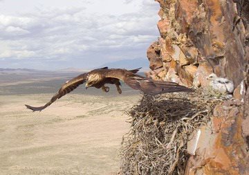 ​Бүркіт балапаны және оның сыны 