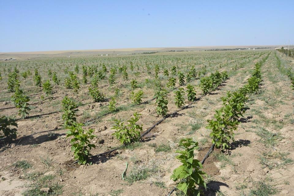 ОҚО-да жылына 50 тонна жібек өндірілетін болады