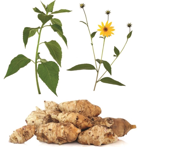 Топинамбур ауаны тазартады