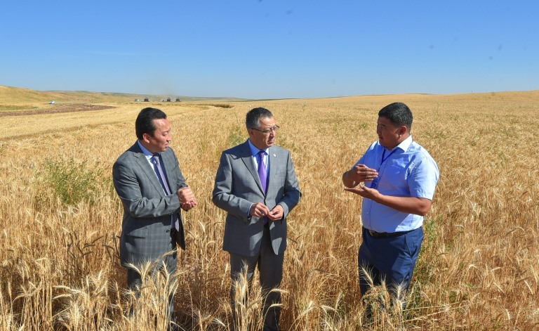 Оңтүстік Қазақстанда егін ору науқаны басталды 