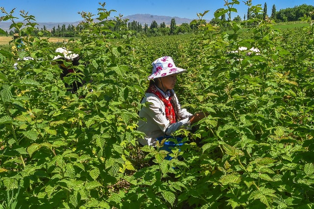 Қазығұрт ауданында таңқурай өсіру ісі жанданып келеді