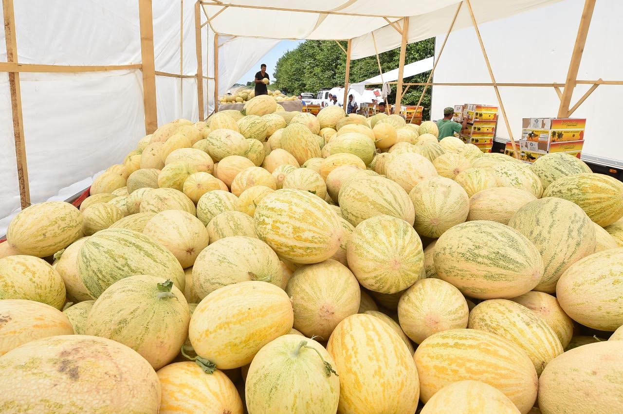 Мақтаралдық диқандар жиналған қауынның 70 пайызын экспорттаған