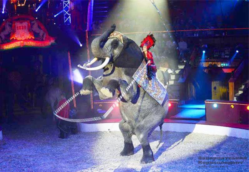 Ресей циркінің әртістері Петропавлда жүр