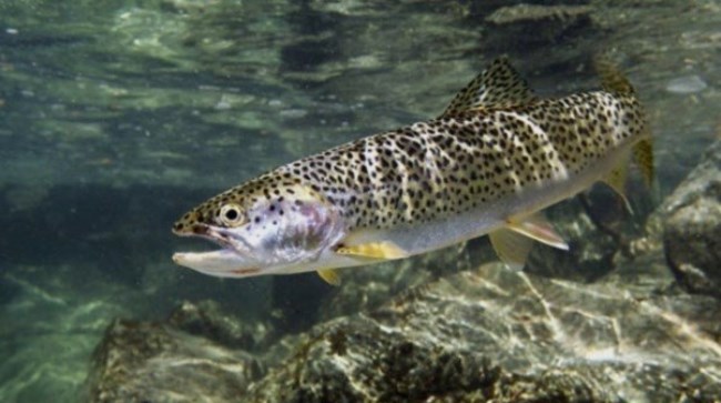 Өскемен су қоймасында патша балық өсірілетiн болады