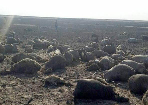 Жангелдин ауданында даладағы өрттен шопан қаза болды, 1406 қой қырылды