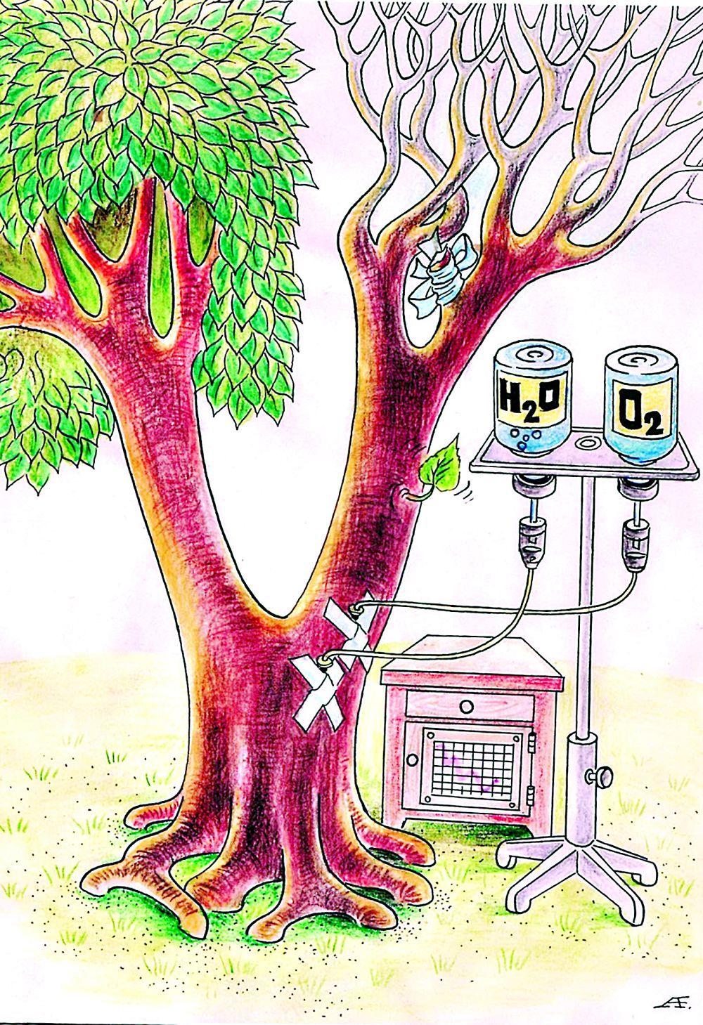 Қураған ағаштан қалай құтылуға болады?