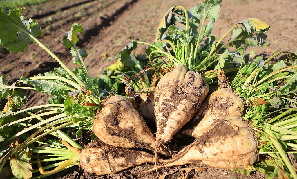 Қант қызылшасы. Дәнектен қантқа дейін