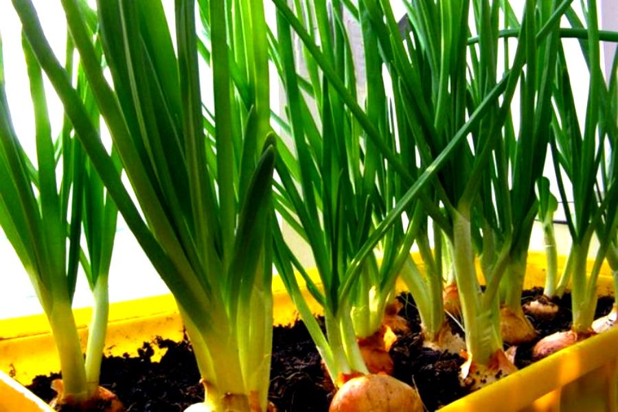 Жуа жоғалып барады