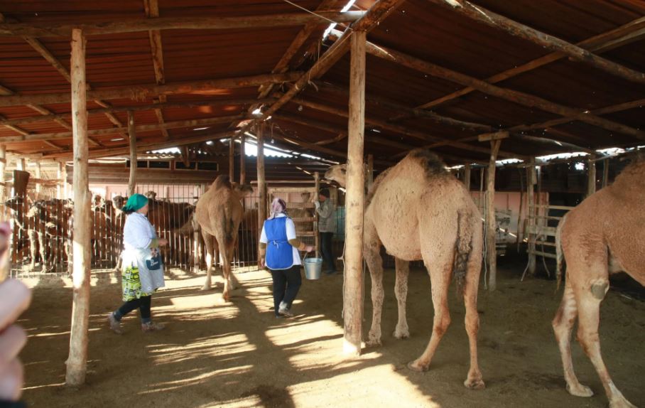 Сыр өңірінде түйе сүтін қабылдайтын орталық ашылады