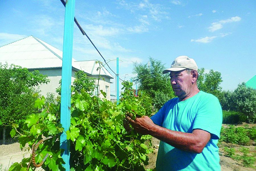 Әсем тал және жүз жеміс ағашы