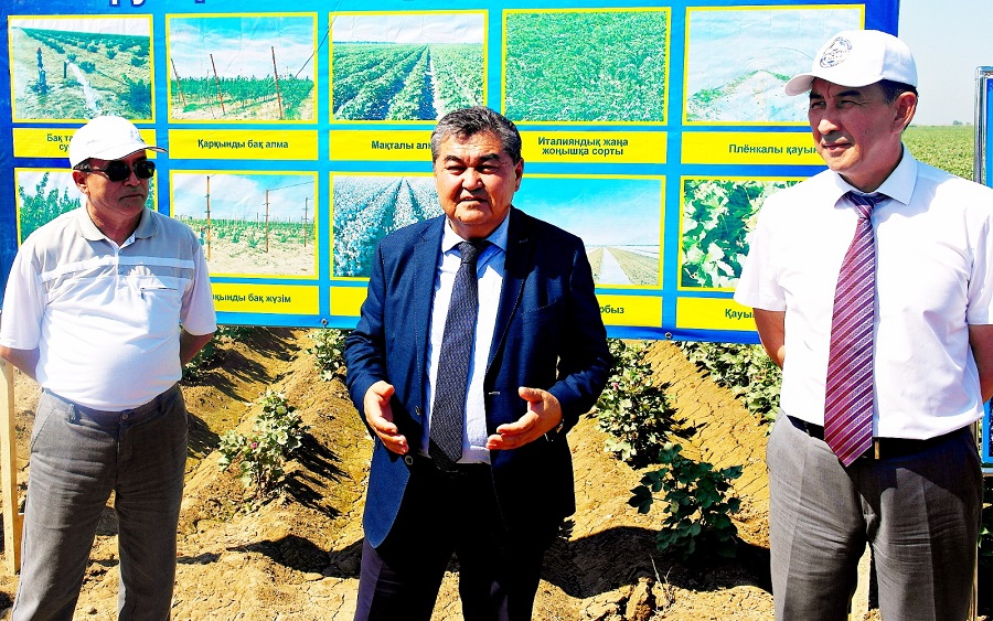 Мырзашөлдік мақташылар мақта өсіруде тың тәсілдерді қолдана бастады