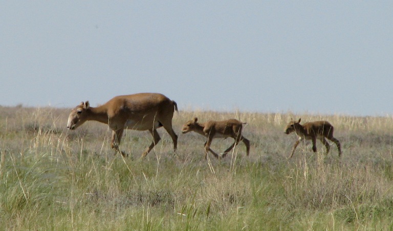 Киікті ысқырып атқан, жауын оятып қылыштасқан...
