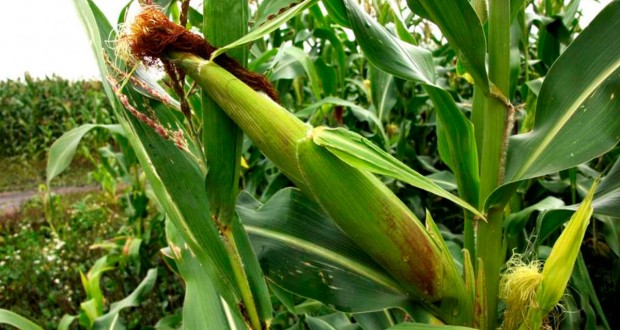 ОҚО-ға тартылған инвестиция көлемі 180,6 млрд теңгеге жетті