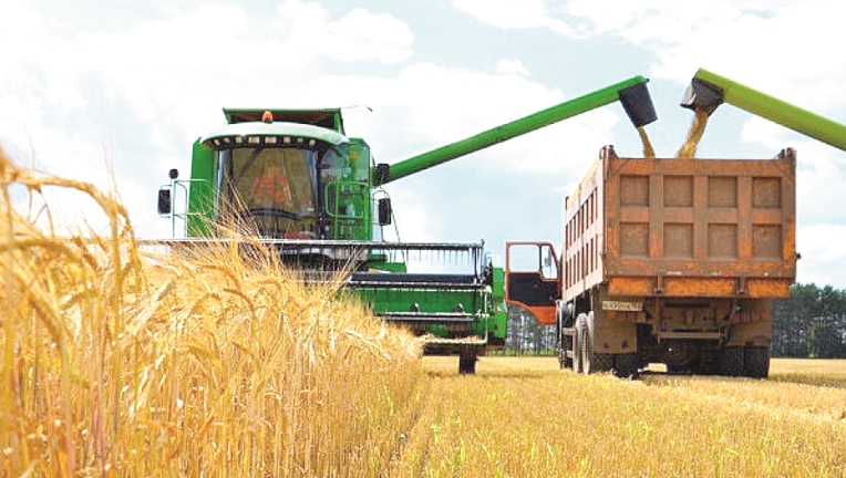 Солтүстікте майлы және бұршақ тұқым­дас да­қыл­дардың алқабы 30 пайызға ұлғайды