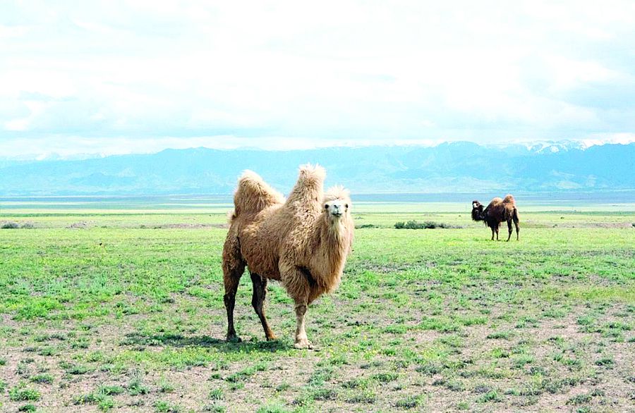 Түйе еті қаңсық, түйеқұс еті таңсық па?