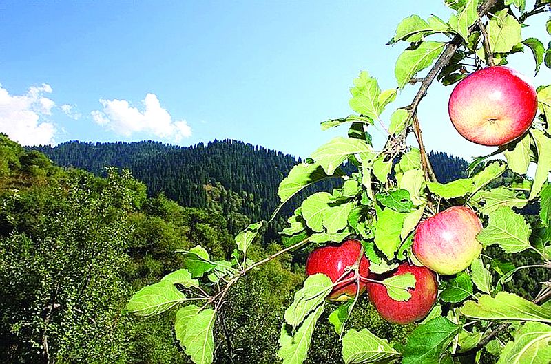 Boyce Thompson институты: Алманың отаны − Алатау