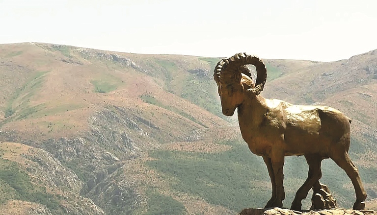 Тау басындағы қоңыр құлжа