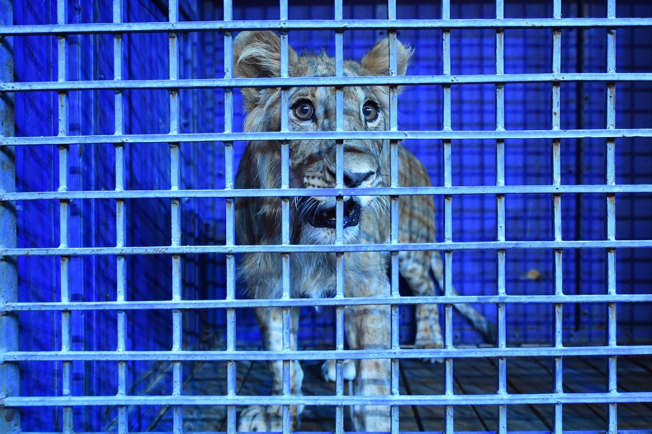 Шымкент тұрғыны «Оңтүстік Цирк» мекемесіне абдан сыйлады   