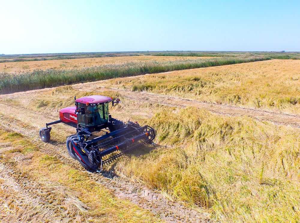 Қызылорда облысында күріш орағы басталды