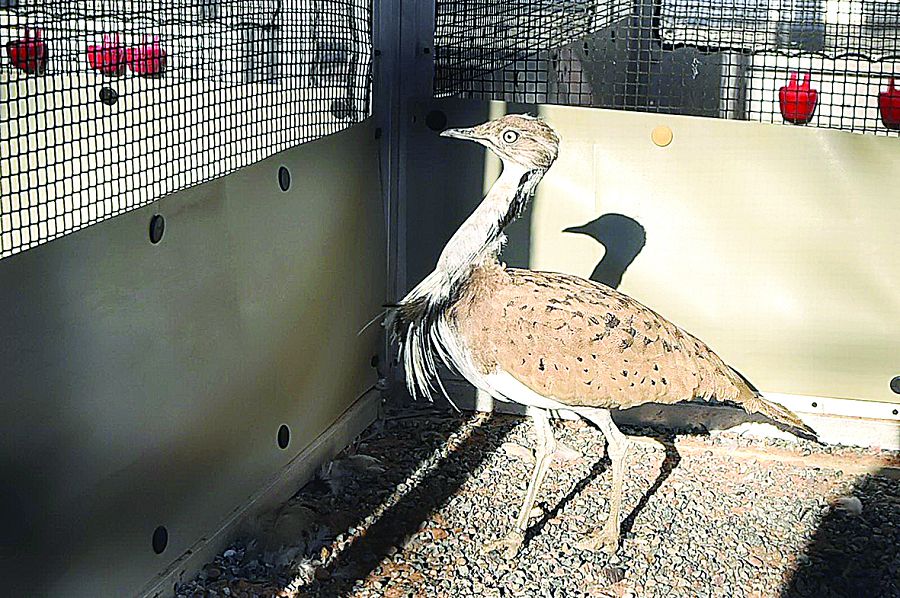 Дуадақ деген бір құс бар
