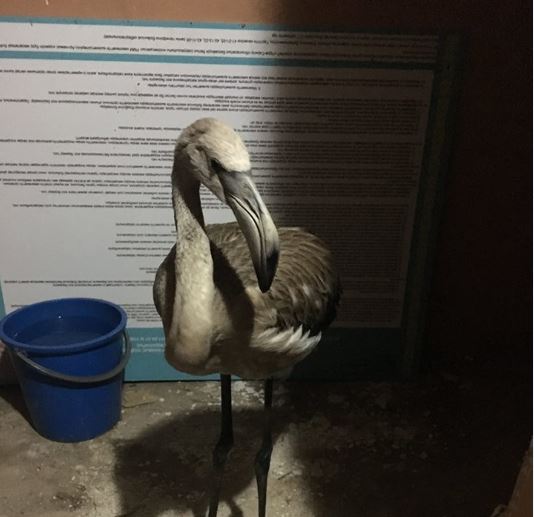 Қарағандыда ауладан табылған қоқиқаз қорыққа жіберілді