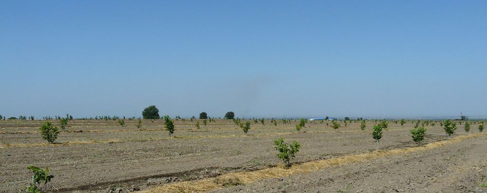 Жетісуда жаңғақ өседі