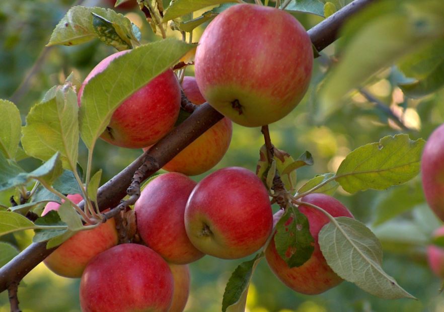 Алматыда Панфилов көшесінің бойында декоративті алма бағы пайда болады