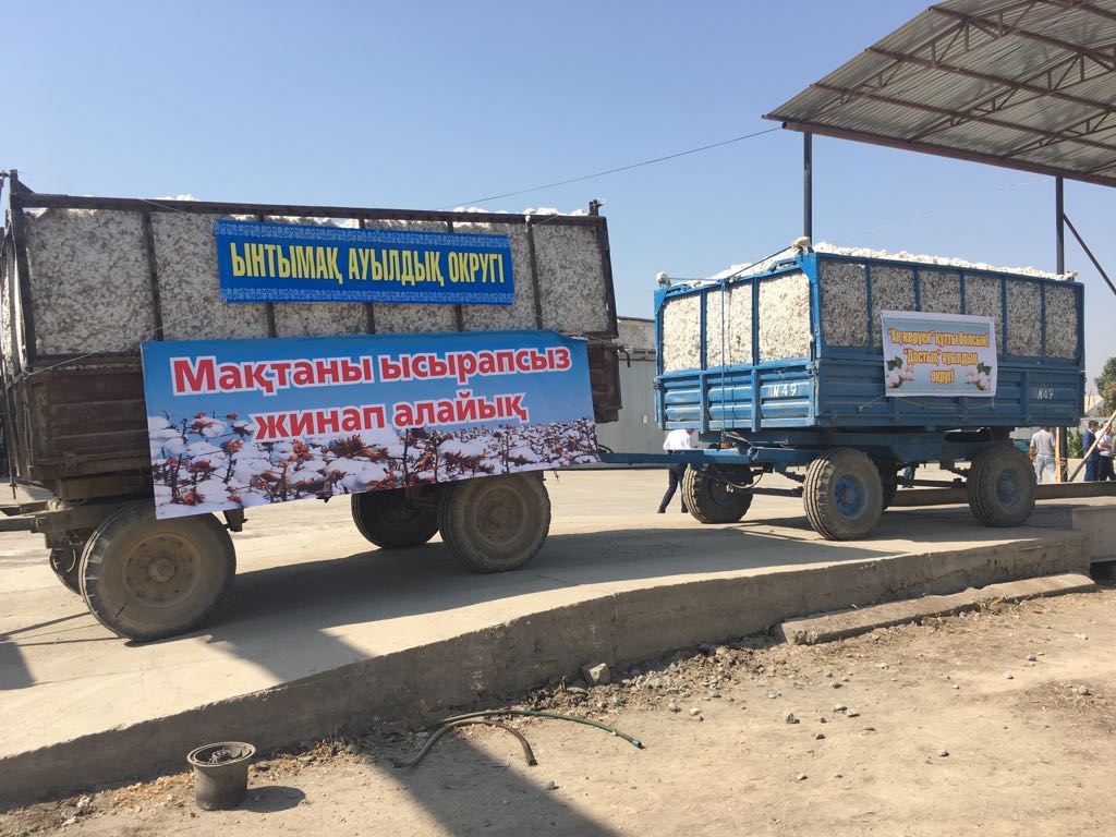 Мақтаралда мақта терімі басталды