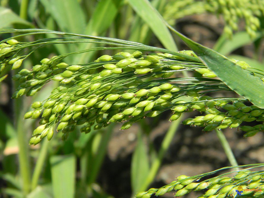 Шығанақ жолымен немесе тары өсіру дәстүрі жалғаса береді