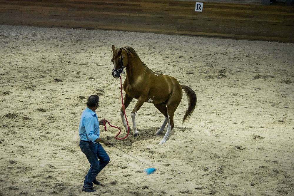 Сәйгүліктер сүйсінтті