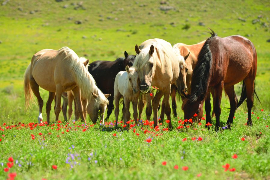 Жылқының игілігін дұрыс көре алмай отырсыздар - француз сарапшысы