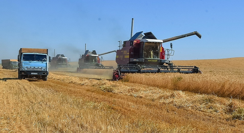 ОҚО диқандары 600 мың тоннаға жуық дәнді дақыл жинады