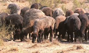 Қаракөл өндірісінің өркенді жолы