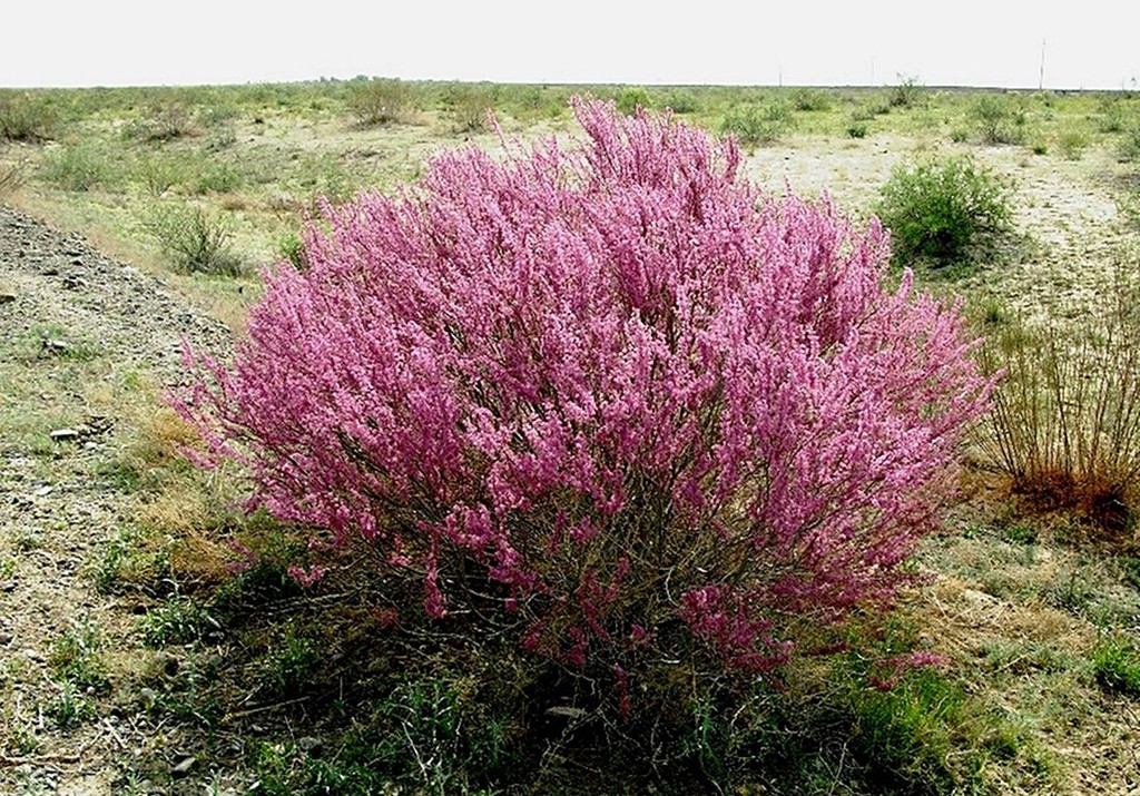 Шолаққорған-Шымкент тас жолының бойына жыңғыл отырғызылды