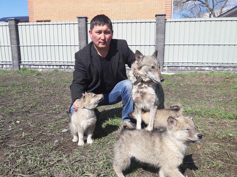 Арлан асыраған Айдын