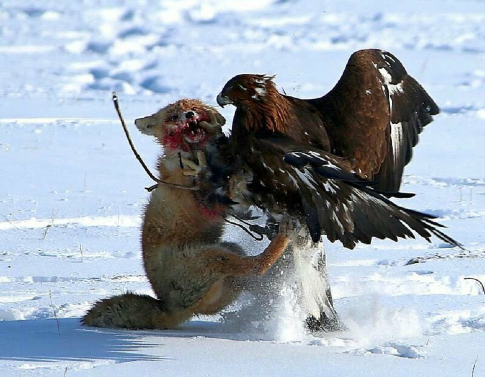 Қырыпсал қырандар қанжыға майлады