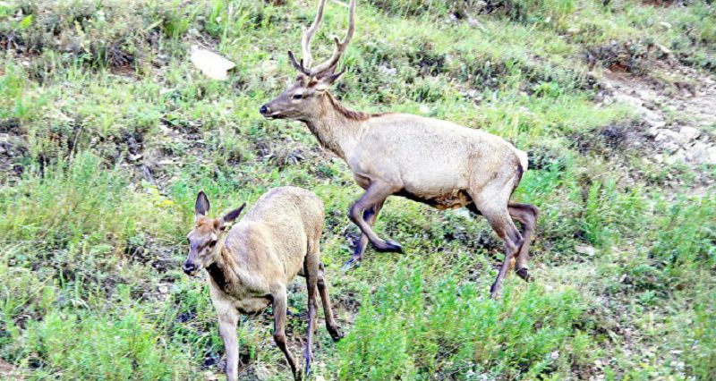 Мәртөкте марал өсірілуде