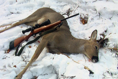 Қостанайда елік атқандар ұсталды