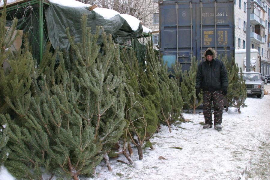 Қостанайда «Шырша» жедел-профилактикалық акциясы жүріп жатыр