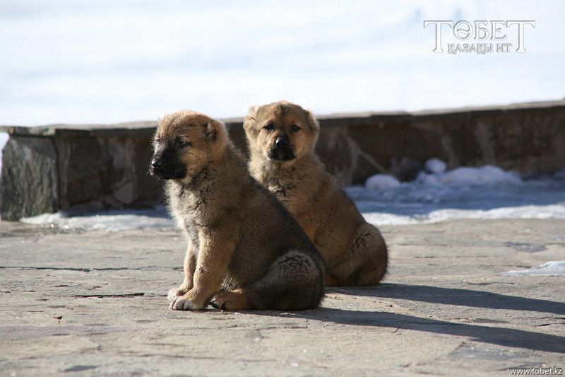 Қазақтың қайран төбеті-ай!