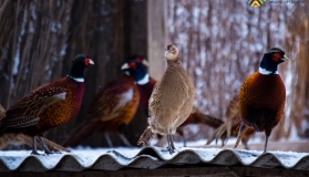 Жасыл белдеуде қырғауыл саны қалай көбеюде?