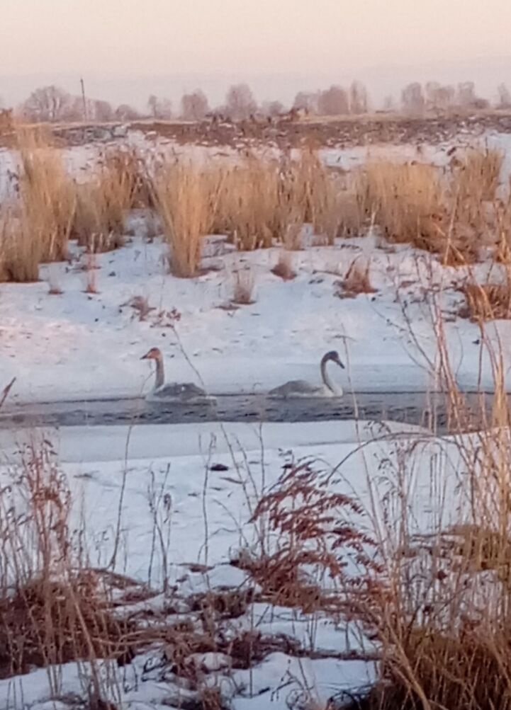 Ақсуатқа аққу қайдан келді?